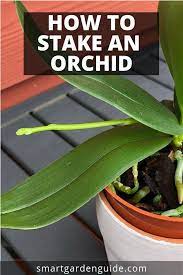 Phals do very well as houseplants and will grow and. 140 Orchids Ideas Orchids Plants Orchid Plants