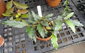 Image result for Mitriostigma axillare