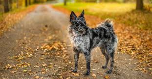 Our standards for mudi breeders in california were developed with leading veterinarians and animal welfare experts. 5 Of The World S Rarest Dog Breeds Petplan