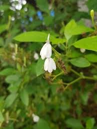 Image result for Rhinacanthus zambesiacus