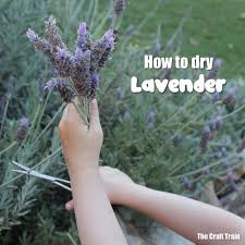 Free delivery and returns on ebay plus items for plus members. How To Dry Lavender The Craft Train