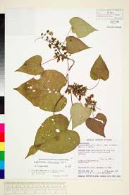 Image result for Lepistemon