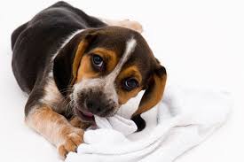 If Your Dog Ate A Sock Here S What Happens To That Sock And When You Need To See The Vet Plus Not Sure If Your Dog Swallowed A Sock Dogs Your