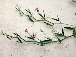 Image result for Oxyanthus latifolius