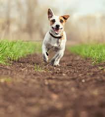 Even the slightest negligence on your end might cost your pet's life. This Fungus Is Everywhere And Wants To Kill Everyone Vetzinsight Vin