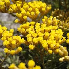 Image result for Helichrysum lastii