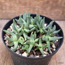 Image result for Hereroa