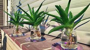 5 Indoor Plants That Absorb Harmful Radiation Ecooe Life