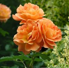 Im sommer hat er hochsaison: Rosa Orange Climber Kletter Rose Kaufen Online Bestellen 17 99