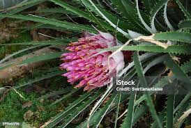 Image result for Aloe carnea