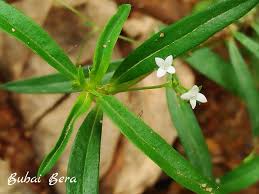 Image result for Kohautia coccinea