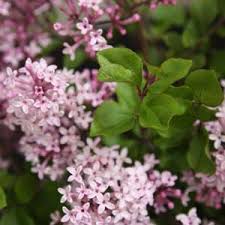 A tree's mature size will have an impact on its growth potential. Lilac Plants And Trees Nurseries Online