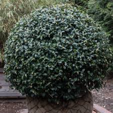 Image result for Otiophora pycnostachys