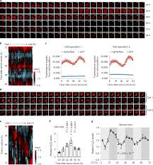 Diurnal Oscillations Of Endogenous H 2 O 2 Sustained By P66