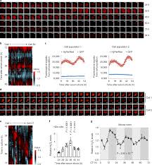 Diurnal Oscillations Of Endogenous H 2 O 2 Sustained By P66