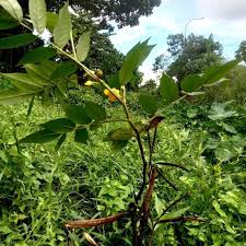 Image result for Olax pentandra