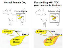Although there are less aggressive types of bladder cancer, dogs unfortunately. Urinary Bladder Cancer Research College Of Veterinary Medicine Purdue University