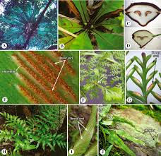 Image result for Pteris similis