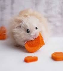 These are not of my creation, but i like them. Can Hamsters Eat Carrots Pet Care 4 All