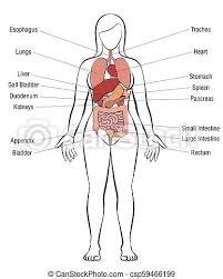 This human anatomy diagram with labels depicts and explains the details and or parts of the female body parts. Internal Organs Female Body Names Internal Organs Female Body Schematic Human Anatomy Illustration Isolated Vector On Canstock