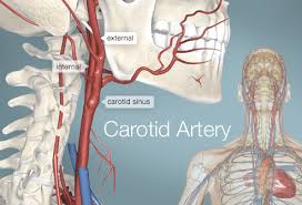 Heart diagram blood flow diagram & chart of the 4 chambers & the. Carotid Artery Human Anatomy Picture Definition Conditions More