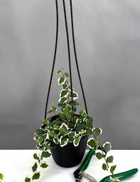 Image result for Ficus pumila