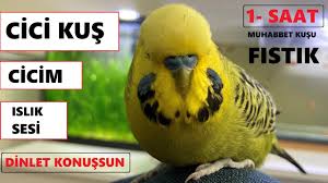 Cici Kus Cicim Islik Sesi Konusan Muhabbet Kusu Fistik Dinlet Konussun 1 Saat Youtube