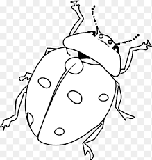 black and white ladybug clipart png images pngegg black and white ladybug clipart png