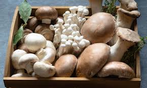 Lista dei funghi commestibili e di quelli velenosi per poterli meglio riconoscere. Raccogliere Funghi I Consigli E Le Raccomandazioni Dell Esperto