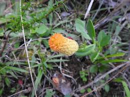 Image result for Polygala luteoviridis
