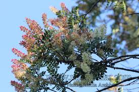 Image result for Cunoniaceae