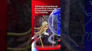 Image result for Solenangis