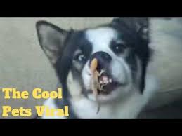 Beallitasok Youtube Funny Dog Videos Funny Dogs Dog Gifs