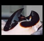 Image of Giant Pacific octopus beak