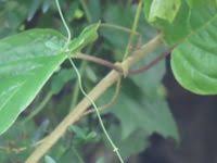 Image result for Mondia ecornuta