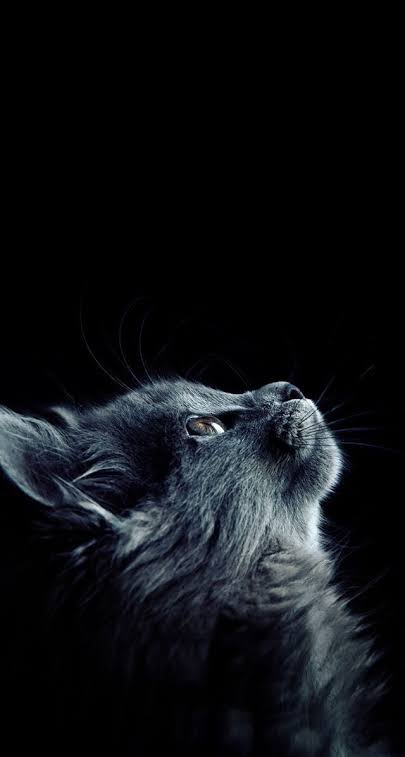 Mobil Duvar Ka��tlar�