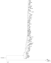 Image result for Lepistemon owariensis