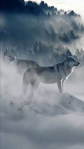 Pin De Nicolas Alonso Zuluaga Herrera En Perro Con Imagenes Fotos De Lobo Perro Siberiano Animales Salvajes