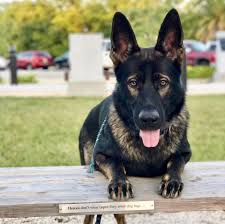 Pure breed german shepherd puppies available for sale both male and female vacinated and caucasian shepherd puppy available for sale vacinated and dewarm if you are interested contact she is brown nd black in colour, aggresive to straigers, and obedied to her owner. How Not Total Black German Shepherd Pups Can Born From Two Total Black Parents Baiuland Club Kennel