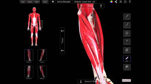 Each of your arms is composed of your upper arm and forearm. 105 The Superficial Muscles Of The Anterior Compartment Of The Forearm Youtube