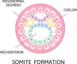 Check spelling or type a new query. The Process Of Nerulation Mesodermal Segment Somite Formation Coelom Archenteron Stage Of Segmentation Of A Fertilized Ovum Human Embryonic Development Vector Illustration Ù…ÙˆÙ‚Ø¹ ØªØµÙ…ÙŠÙ…ÙŠ