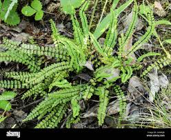Image result for Asplenium goetzei