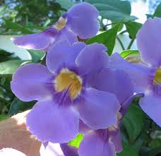 Image result for Thunbergia vogeliana