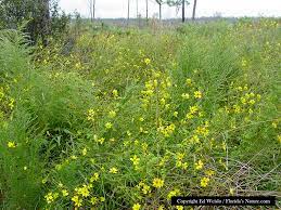 They typically come in yellow or shades of light orange. Yellow Florida Wildflowers Page 1 Of 3