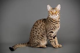 Select exotics provides the latest information about savannahs and gives up to date details on the different breed types, and what makes them so special. Are Savannah Cats Dangerous