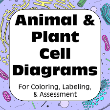We did not find results for: Plant Cell Animal Cell Diagrams Perfect For Middle School Or High School Biology Cell Membrane Plasma Membra Cell Diagram Animal Cell Plant Cell Diagram