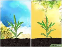 Maybe you would like to learn more about one of these? Comment Faire Pousser Du Laurier Rose Avec Images