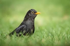 Meldeaktion Zum Amselsterben Nabu