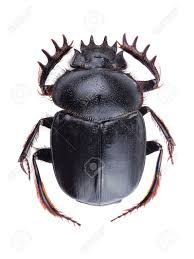 「日本　フンコロガシ」の画像検索結果