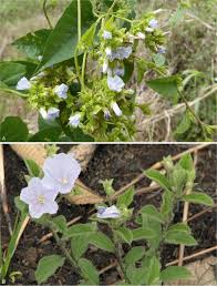 Image result for Jacquemontia paniculata